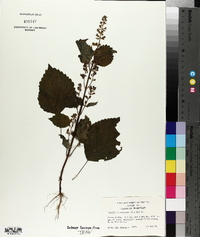 Perilla frutescens image