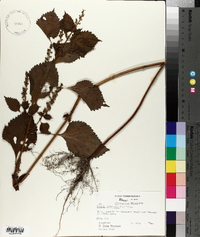 Perilla frutescens image