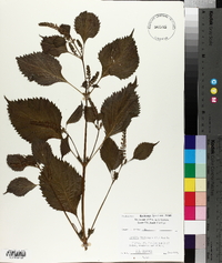 Perilla frutescens image