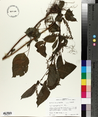 Perilla frutescens image