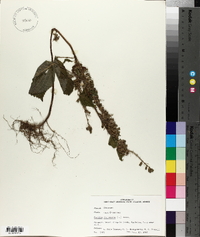 Perilla frutescens image