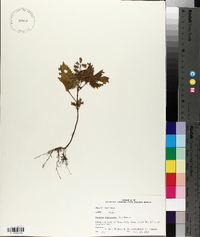 Perilla frutescens image