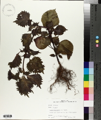 Perilla frutescens image