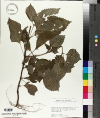 Perilla frutescens image