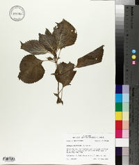 Perilla frutescens image