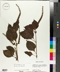 Perilla frutescens image