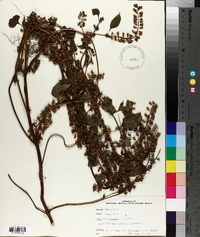 Perilla frutescens image