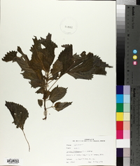 Perilla frutescens image