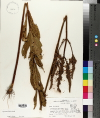 Physostegia denticulata image