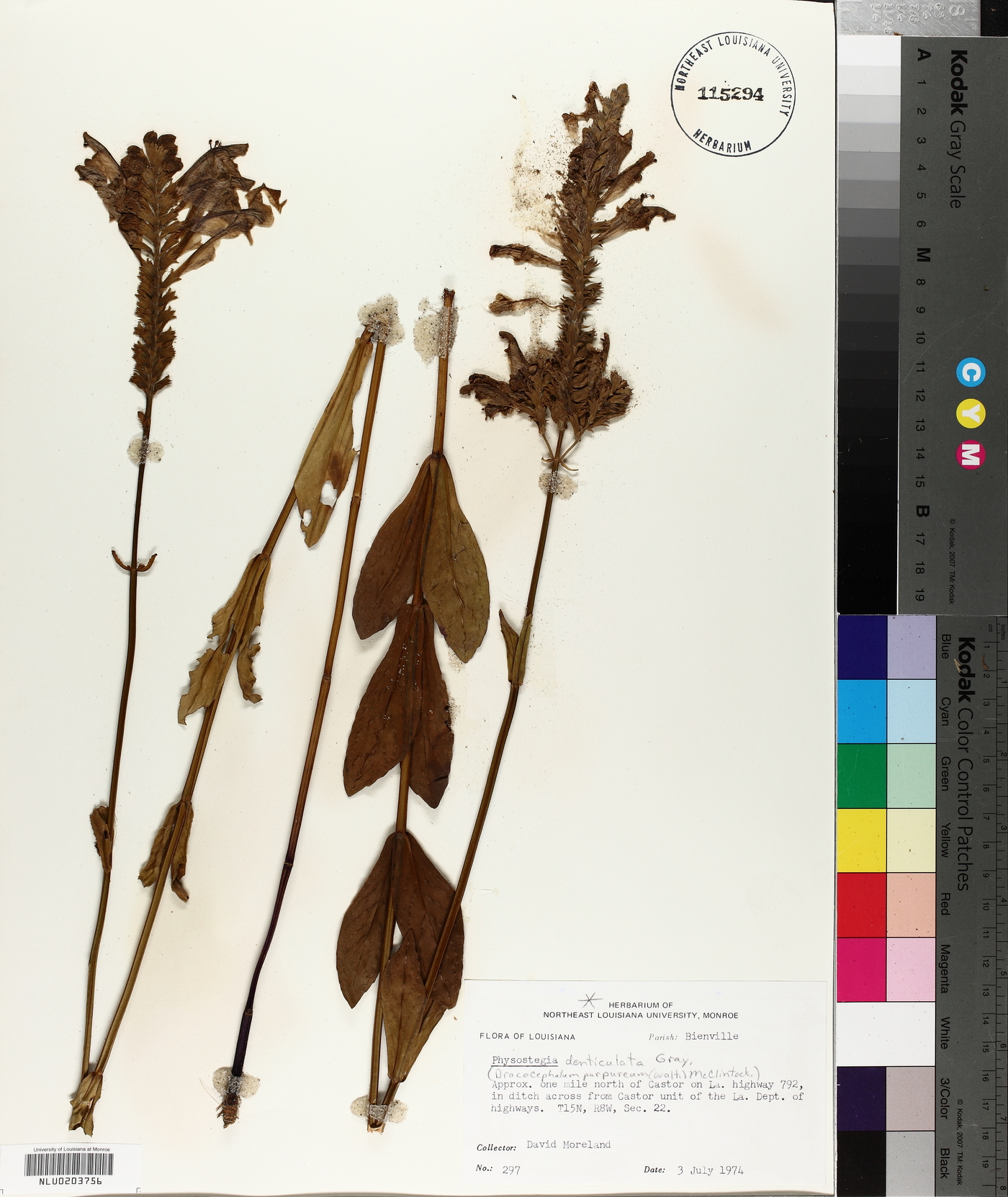 Physostegia denticulata image