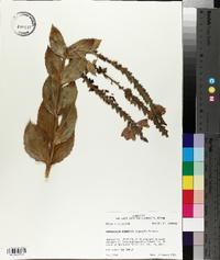 Physostegia correllii image
