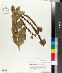 Physostegia correllii image