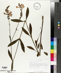 Physostegia longisepala image