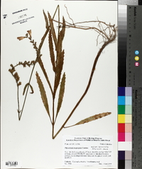 Physostegia longisepala image
