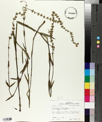 Physostegia intermedia image