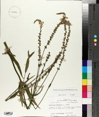 Physostegia intermedia image