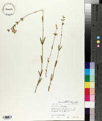 Physostegia intermedia image