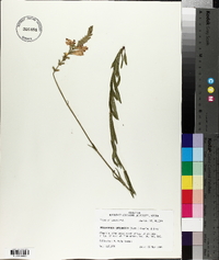 Physostegia intermedia image