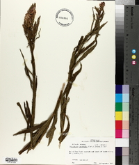 Physostegia intermedia image