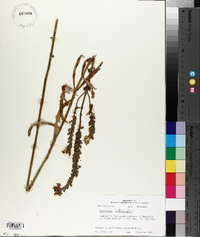 Physostegia intermedia image