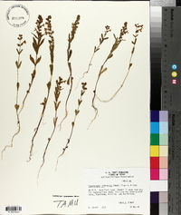 Physostegia intermedia image