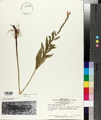 Physostegia formosior image