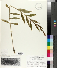 Physostegia formosior image