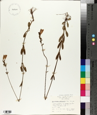 Physostegia denticulata image