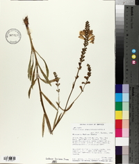 Physostegia angustifolia image