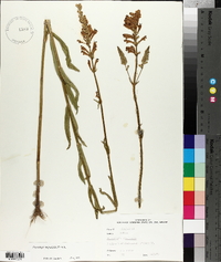 Physostegia angustifolia image
