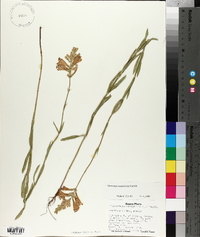 Physostegia angustifolia image