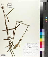 Physostegia angustifolia image