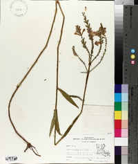 Physostegia virginiana image