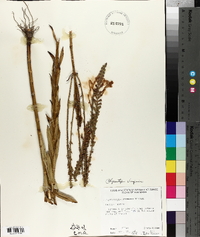 Physostegia praemorsa image