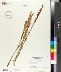 Physostegia virginiana image