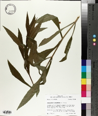 Physostegia virginiana image