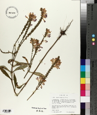 Physostegia speciosa image