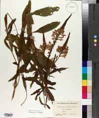 Physostegia speciosa image