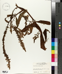 Physostegia speciosa image