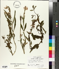 Physostegia speciosa image