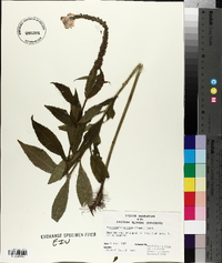 Physostegia speciosa image