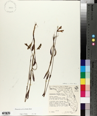 Physostegia obovata image