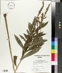 Physostegia parviflora image