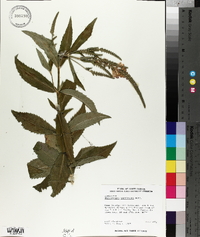 Physostegia parviflora image