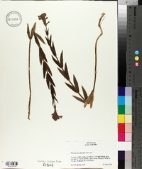 Physostegia parviflora image