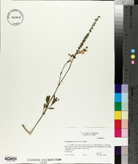 Physostegia intermedia image