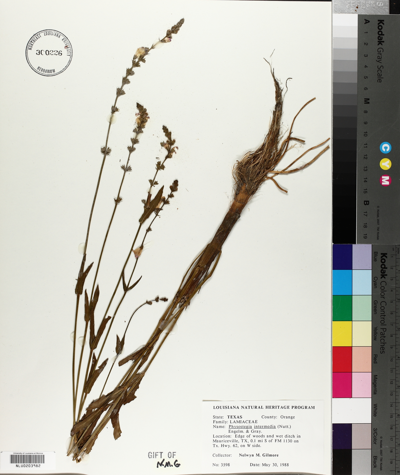 Physostegia intermedia image