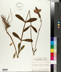 Physostegia obovata image