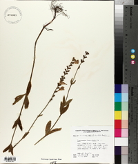Physostegia leptophylla image