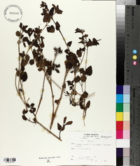 Prasium majus image